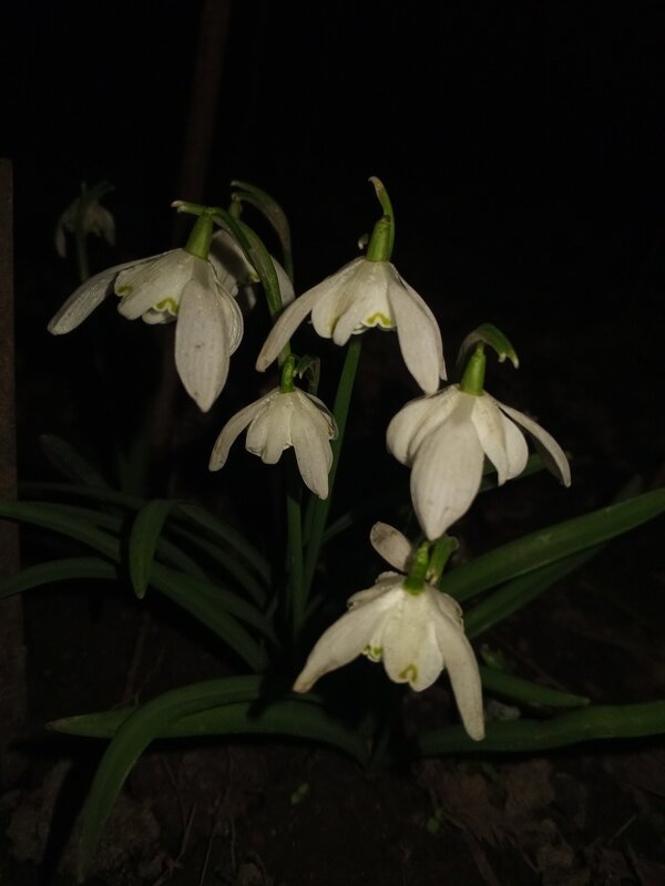 Подснежник - Сапсан 