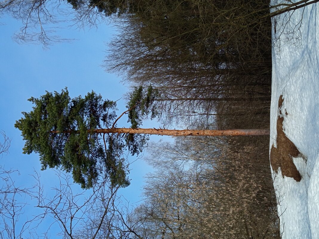 Сосна, которая стоит одиноко не на севере диком - Андрей Лукьянов