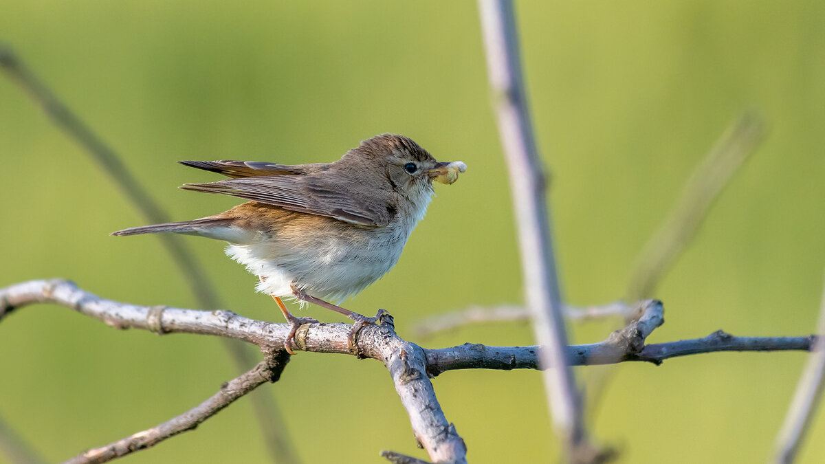Камышовка - Владимир Лазарев