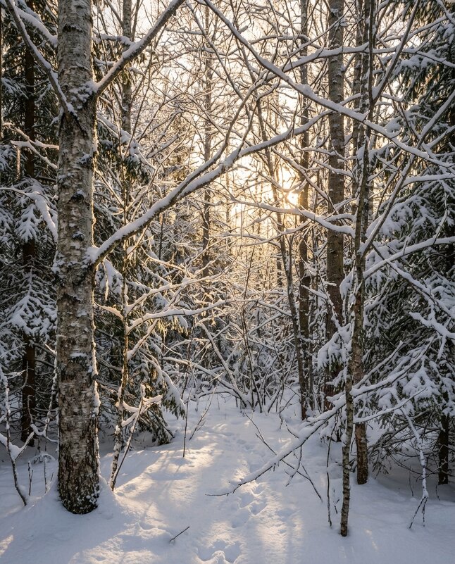 Зимний лес - Лилия 