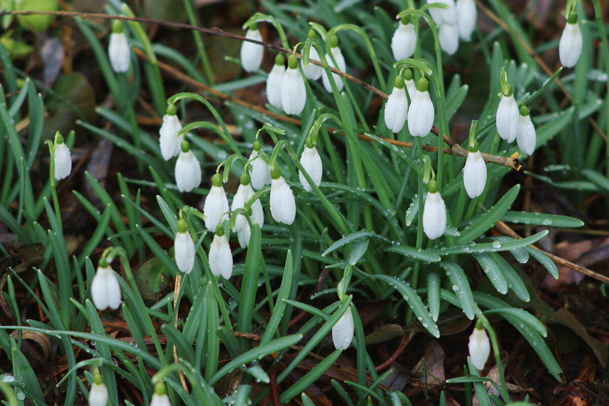 Весенние цветы - Ирэн 