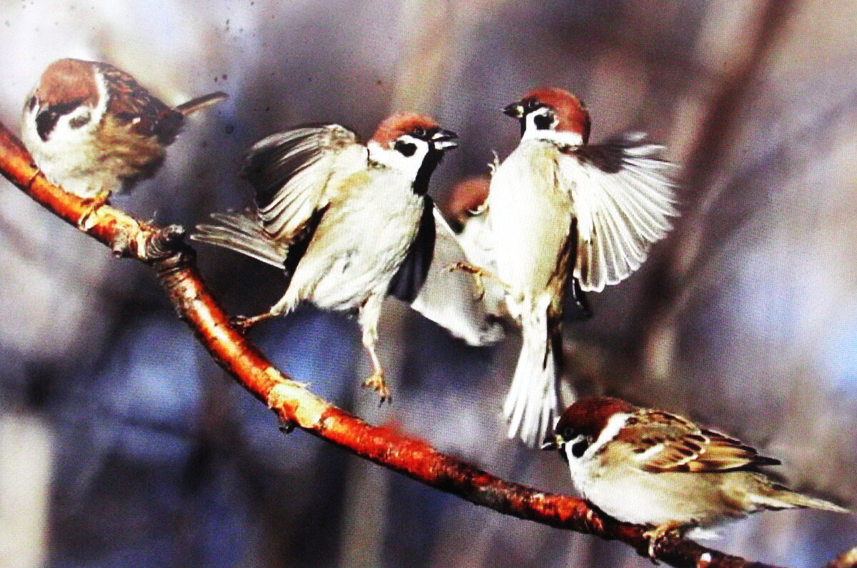 Что-то не поделили - Людмила Смородинская