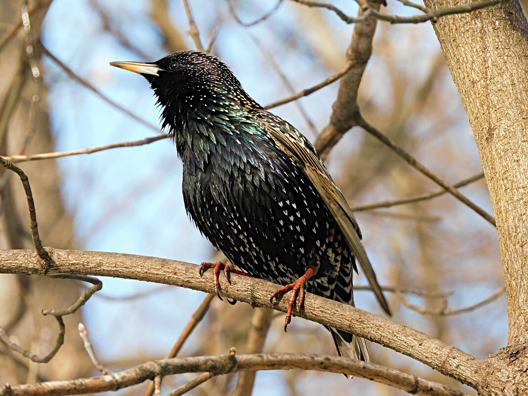 Скворцы прилетели - Лина 
