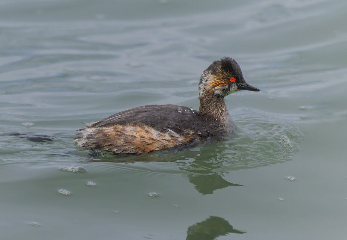 черношейная поганка.весна Лазоревское. - юрий макаров