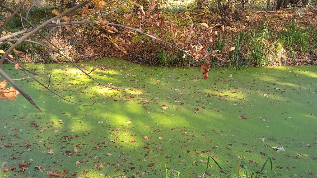 вариации на тему : солнечные зайчики и зелёная река - Елена Шаламова вариации на тему : солнечные зайчики и зелёная река - Елена Шаламова