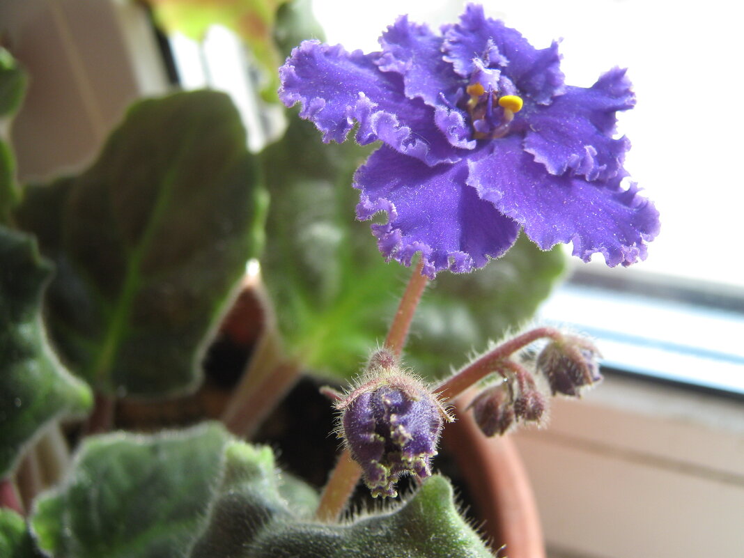 Фиалка - Елена Семигина