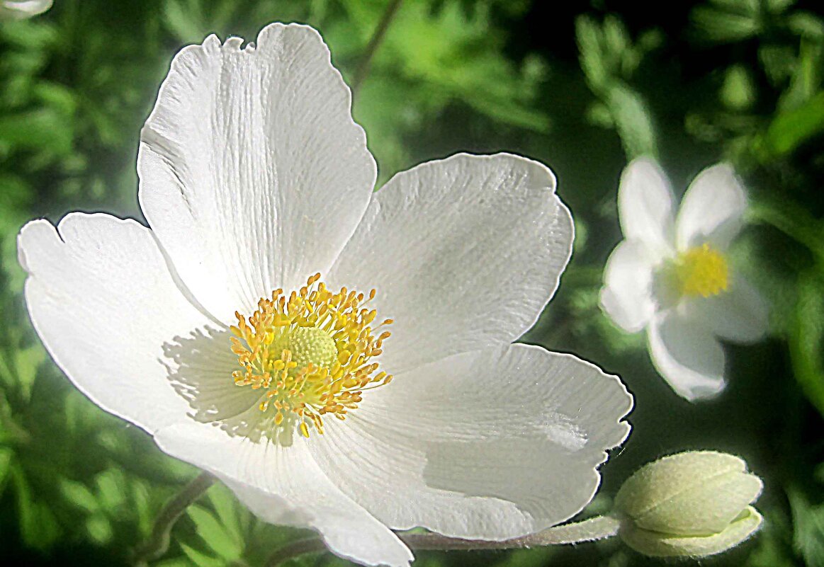 В мае месяце - Елена Семигина