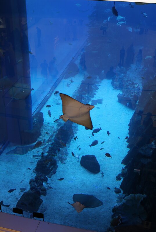 Скат в аквариуме Дубай-молла - Ольга 