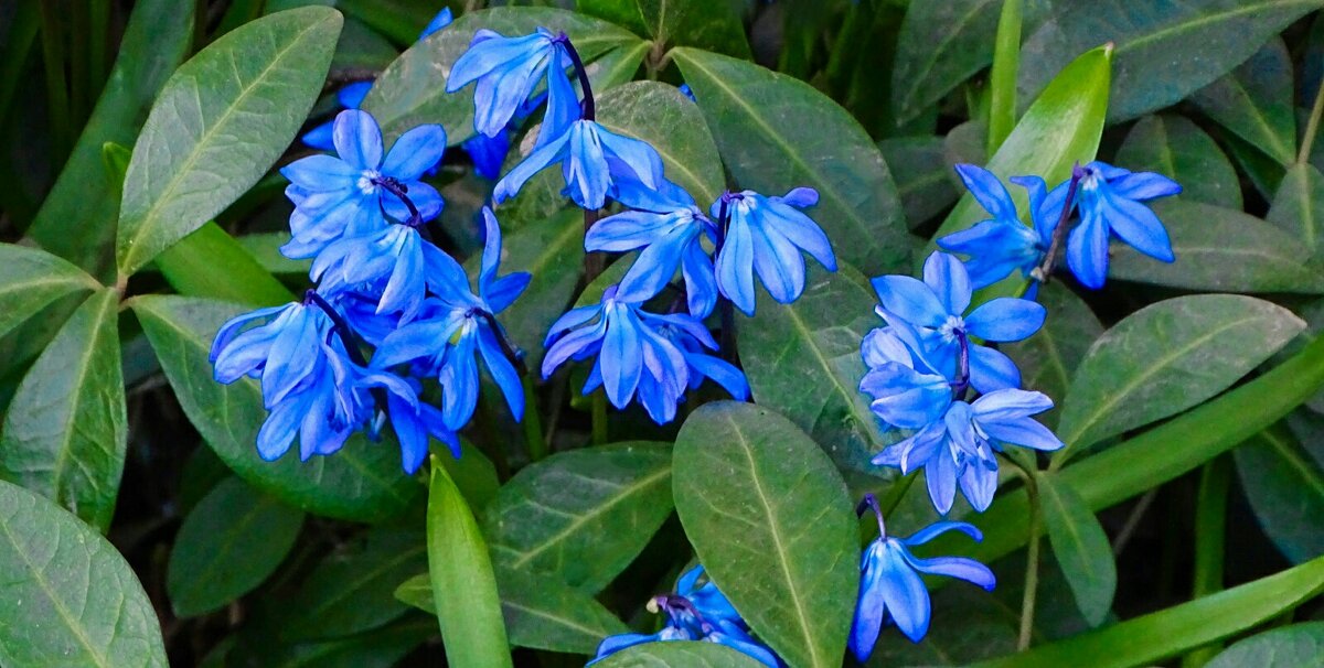 Весенние цветы на городских клумбах (пролески). - Милешкин Владимир Алексеевич 