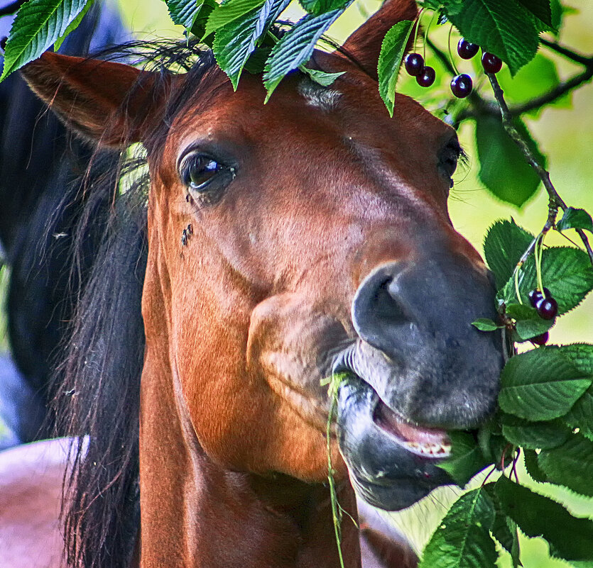 Любитель черешни - Андроник Александр 