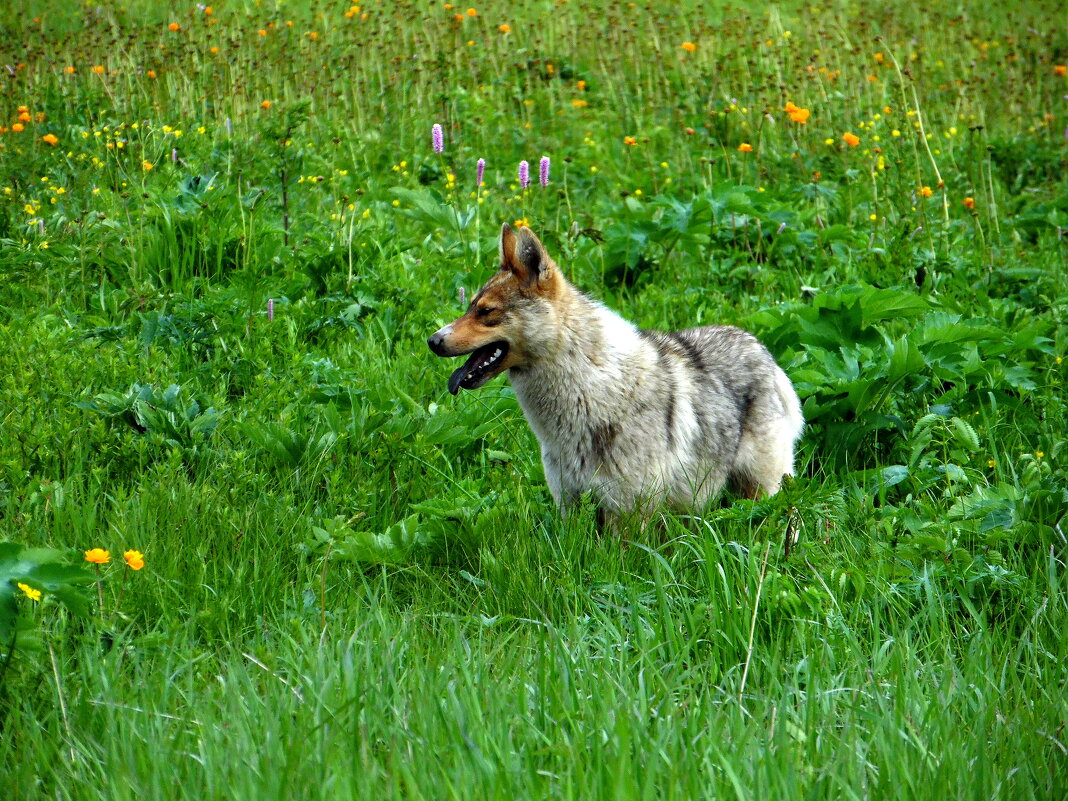 Радость зашкаливает. - nadyasilyuk Вознюк