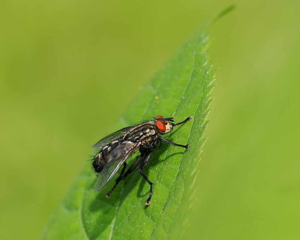Муха с глазами - Евгений Седов