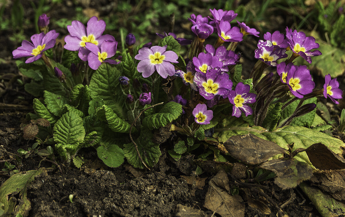 Примула - Игорь Сикорский