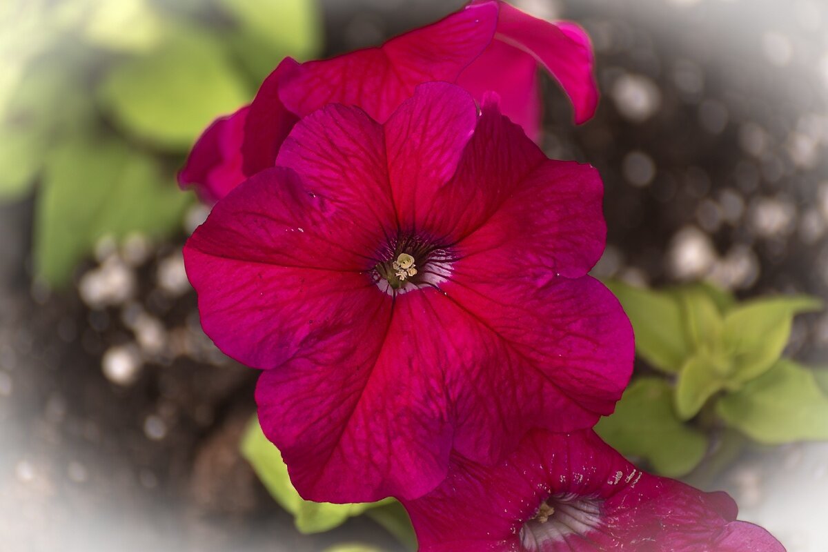 Петуния - Игорь Сикорский