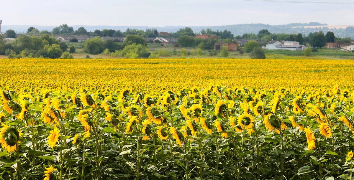 ЛЕТНИЙ ПЕЙЗАЖ С ПОДСОЛНУХАМИ - Валентина 
