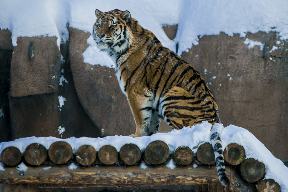 Амурский тигр - Владимир Максимов