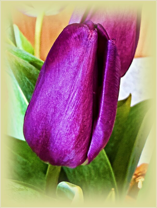 Тюльпан. - Валерия Комова