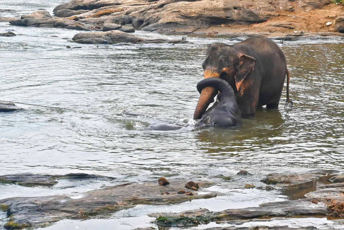 Шри-Ланка. Из жизни слоников... - Александр Беляков