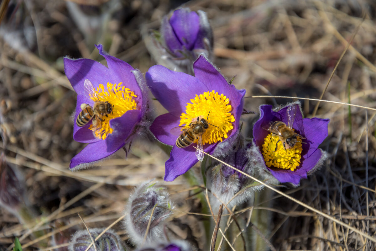 Природа просыпается - Наталья Димова