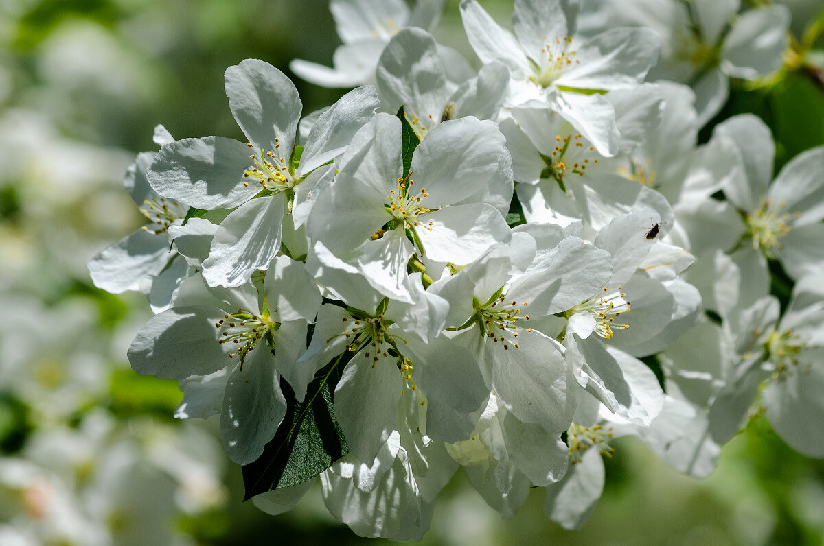 *** - Виктор Иванович Чернюк