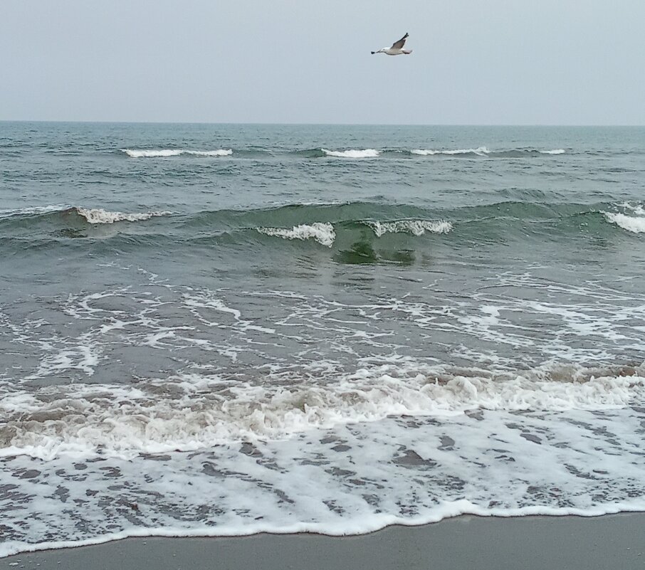 Охотское море волнуется - ИРЭН@ .