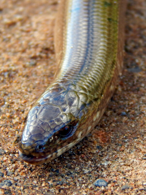 Ящерица Веретенница. - ВикТор Быстров