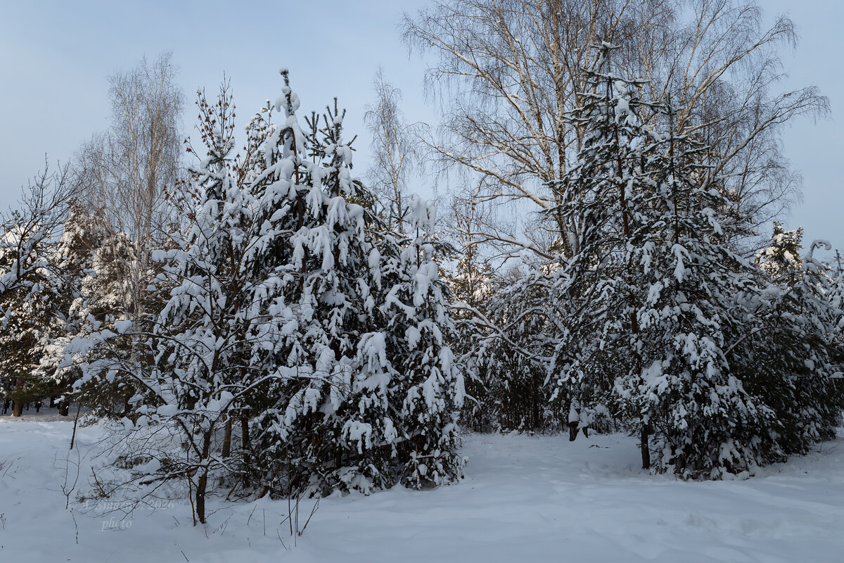 Молодые сосны зимой - Александр Синдерёв