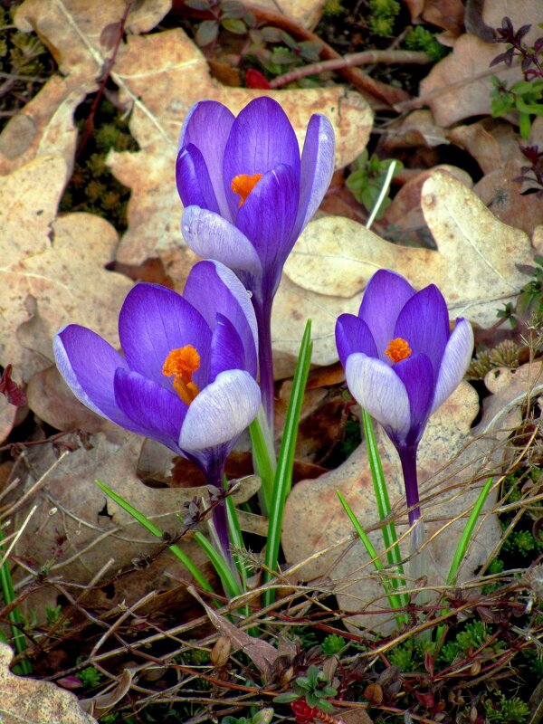 Трио - Сергей Карачин