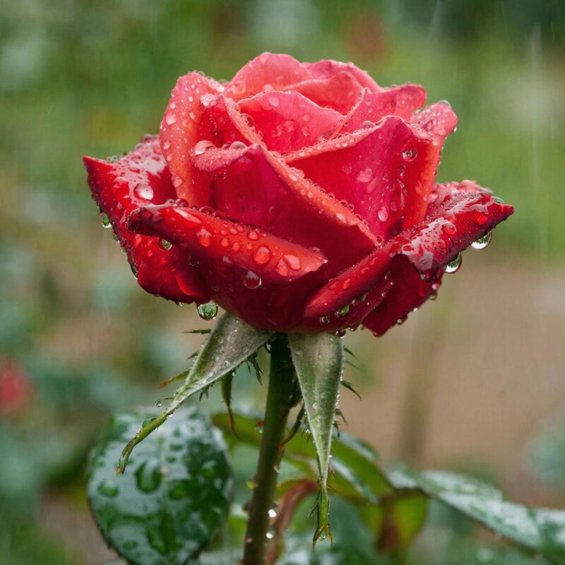 ЦВЕТЫ - МАРИЯ ПОПОВА