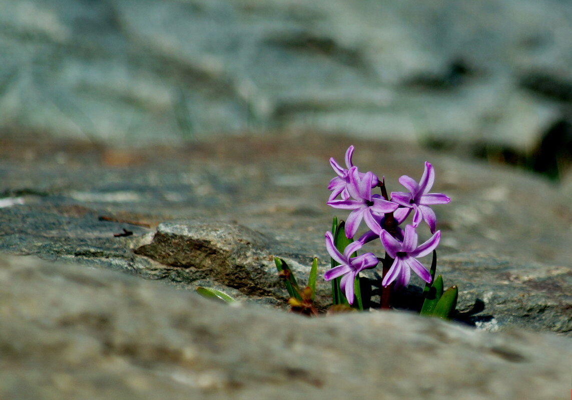Весне дорогу... - Николай Саржанов