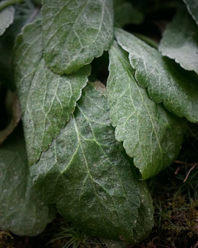 зимние сны - Андрей Литов