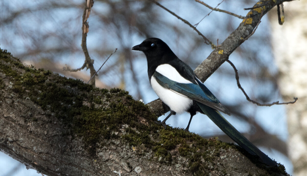 *** - Владимир Безбородов