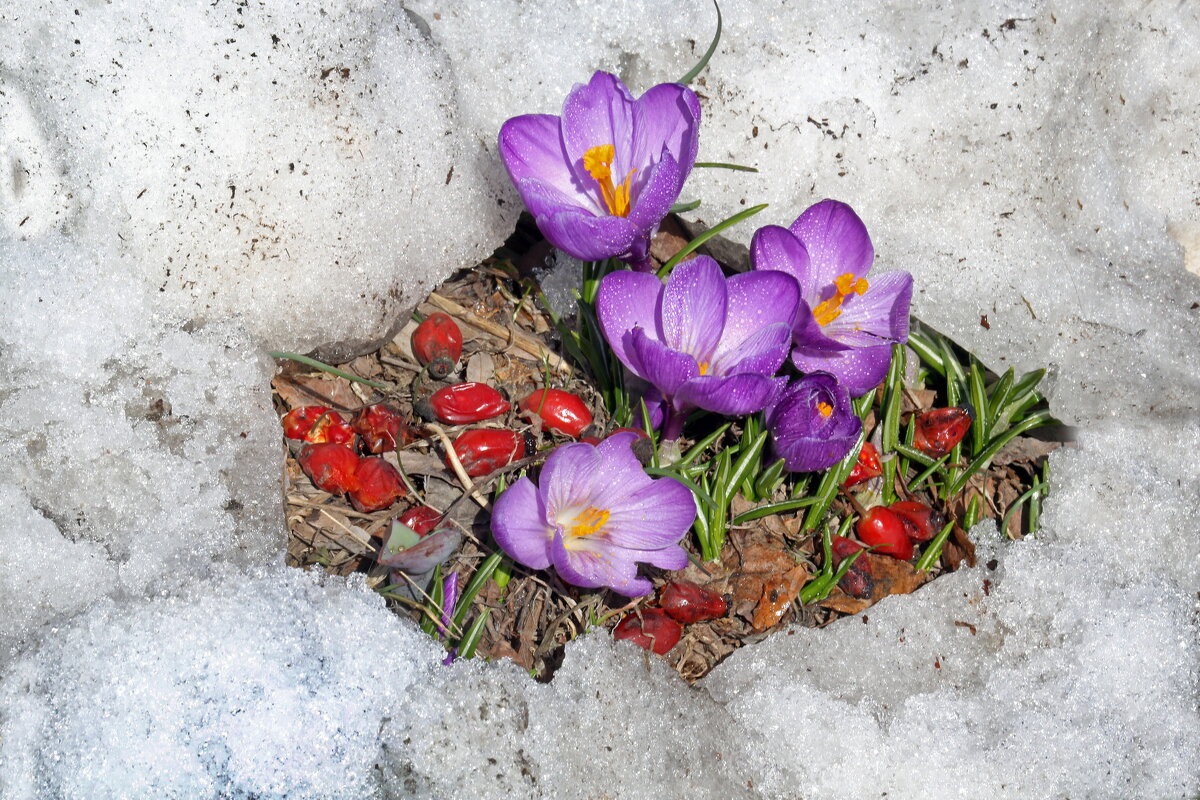 Крокусы в Музеоне 19 марта - Михаил Бибичков