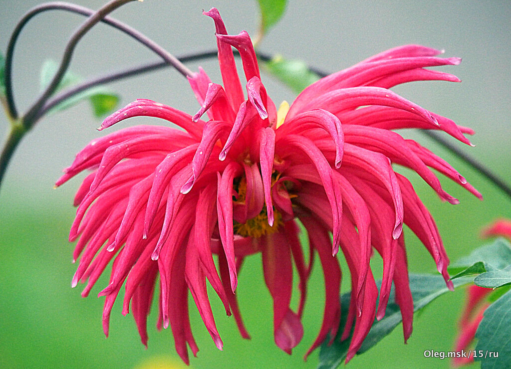 они на радость нам даны - Олег Лукьянов