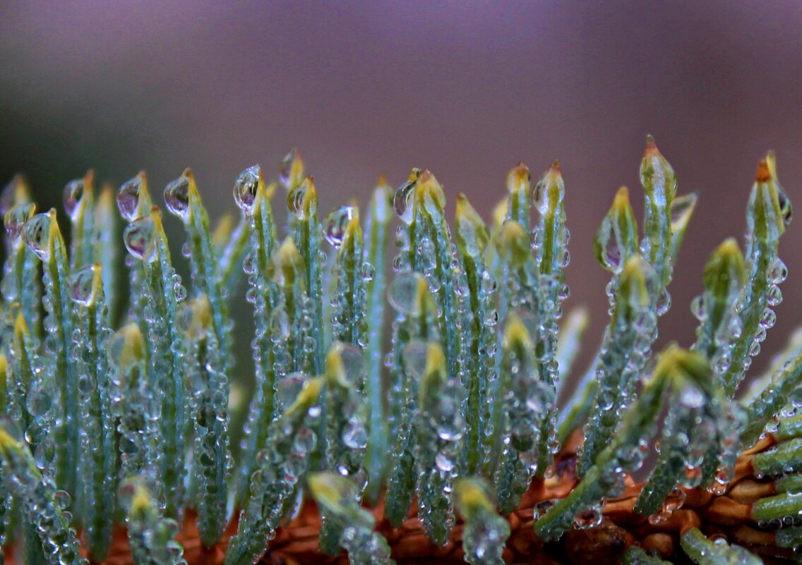 Еловая веточка - Tina Kott