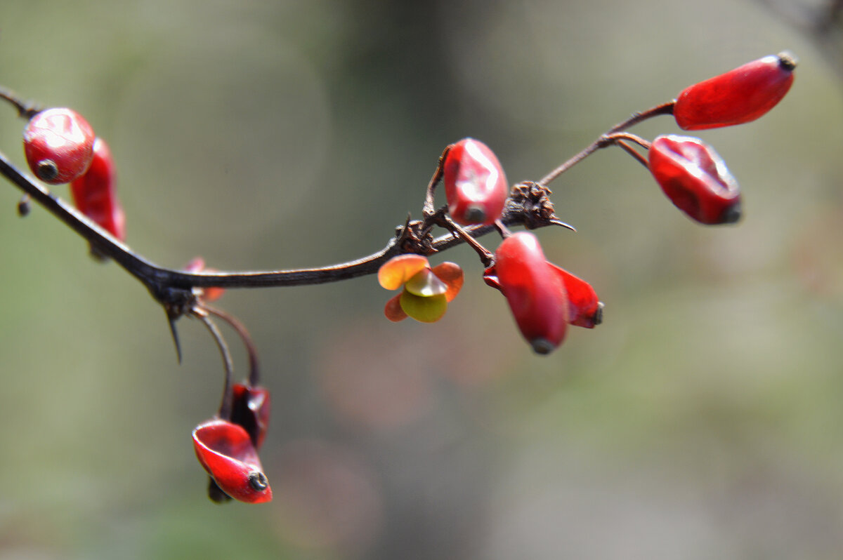 Весна и Осень...прошедшее и будущее... - Надежда Куркина 