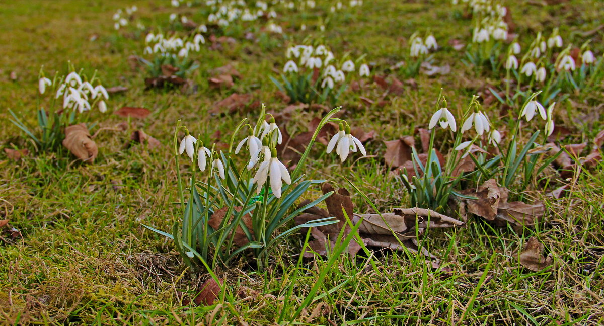 Весенняя полянка - Андрей K.