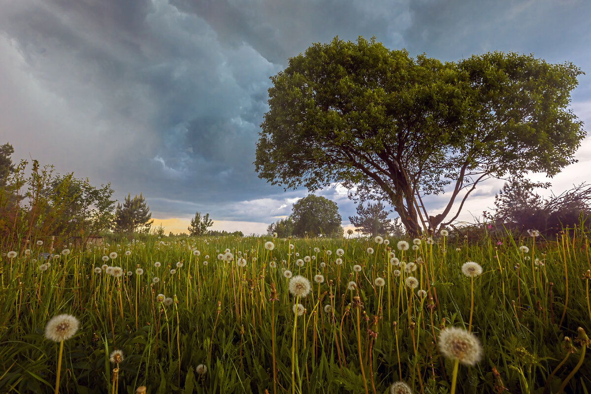 Перед грозой - Crazy Bee