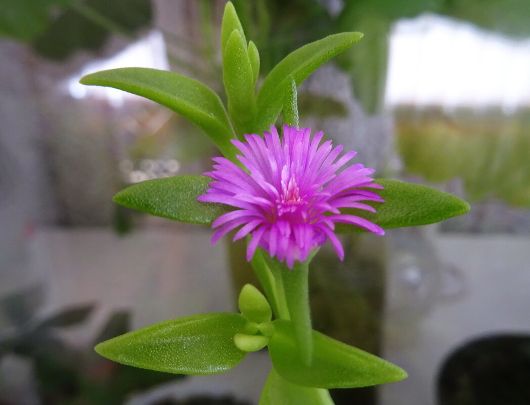 Аптения - Татьяна Р 