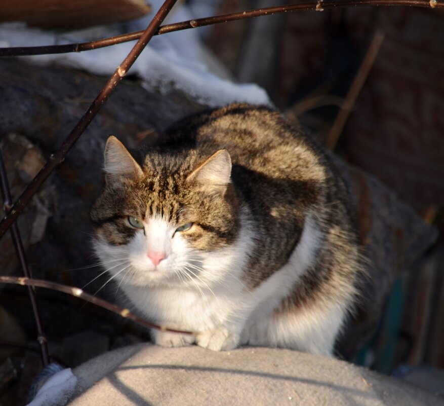 чужие здесь не ходят - Savayr 