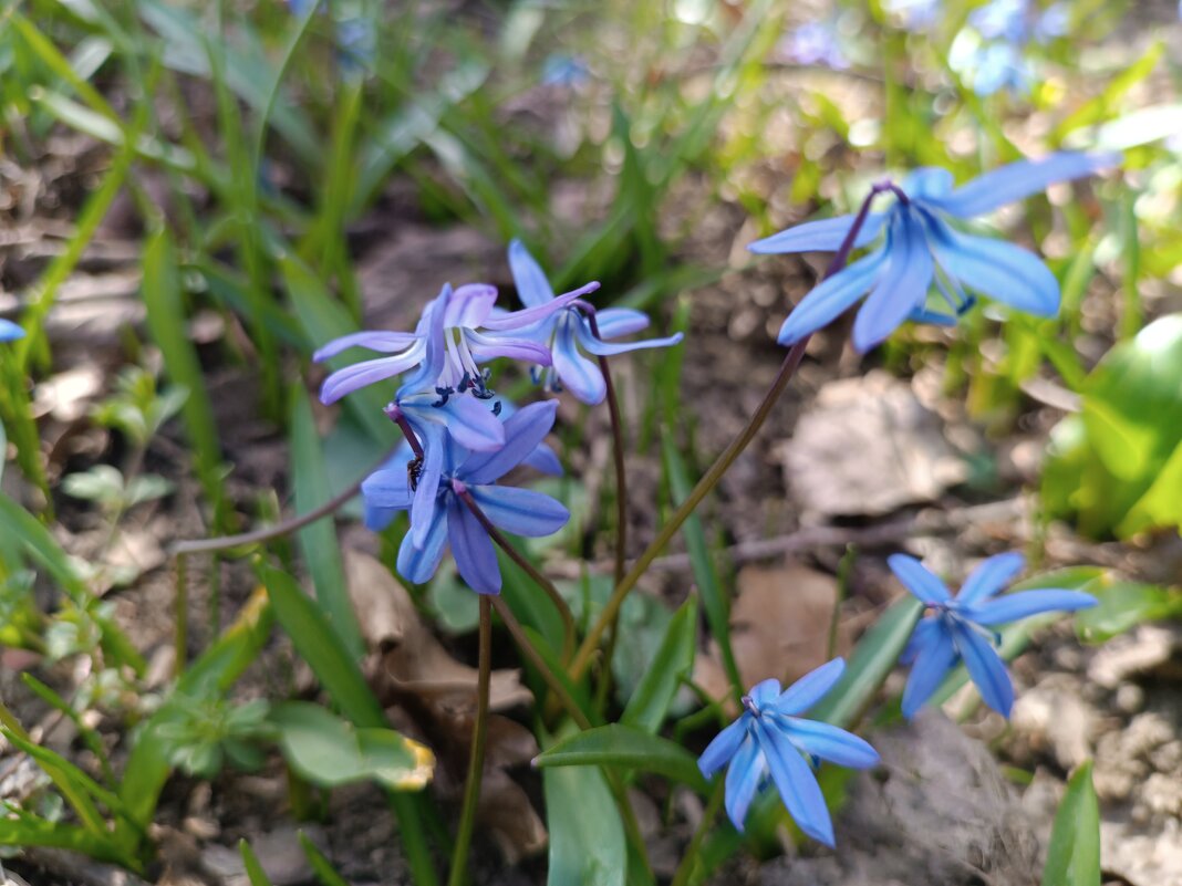 Пролески цветы лесные - Слава Коломойцев