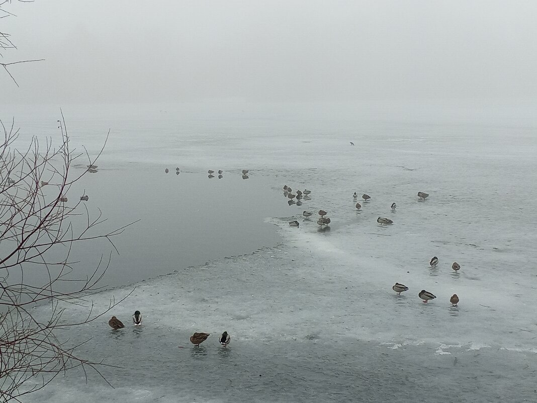 Туман - Сапсан 