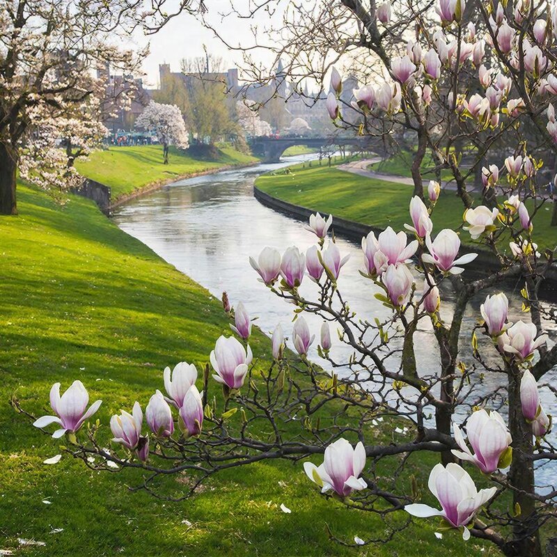 Весны цветение - Ольга 