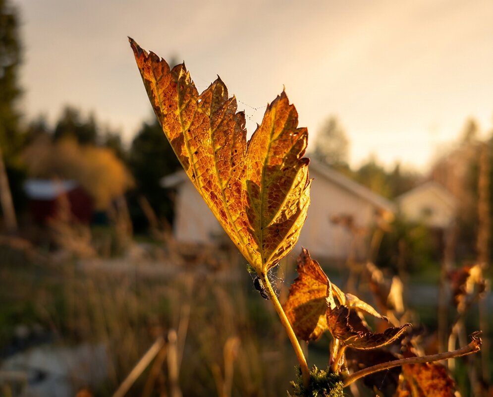 Осенний лист смородины - Лилия 