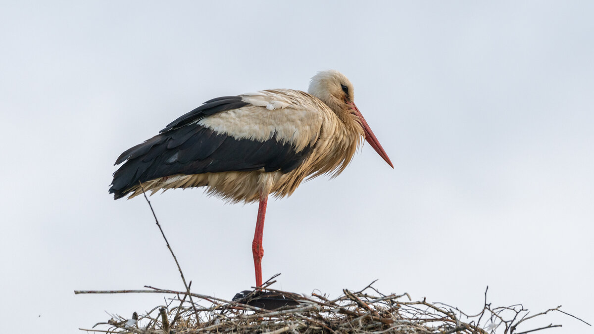 Середина лета - Владимир Лазарев
