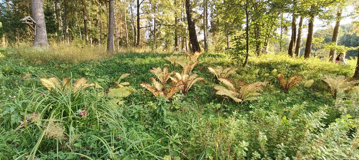 осенний лес - Галина R...