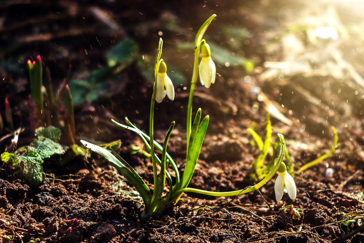 Про весну. - Анатолий. Chesnavik. Про весну. - Анатолий. Chesnavik.