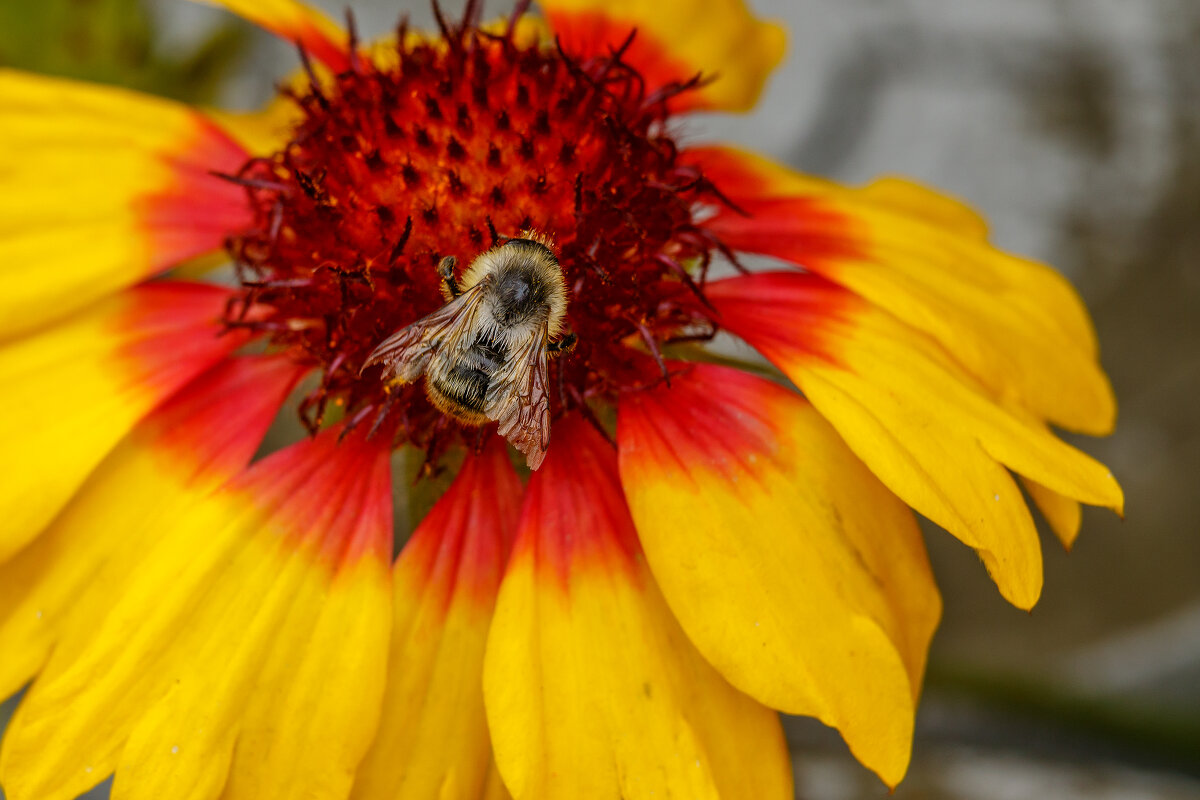Красное + Жёлтое. - Евгений Голубев