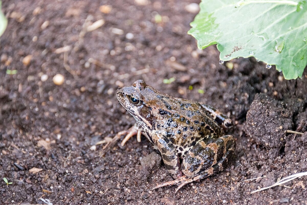 20 марта — дата Всемирного дня лягушки - Валерий Иванович