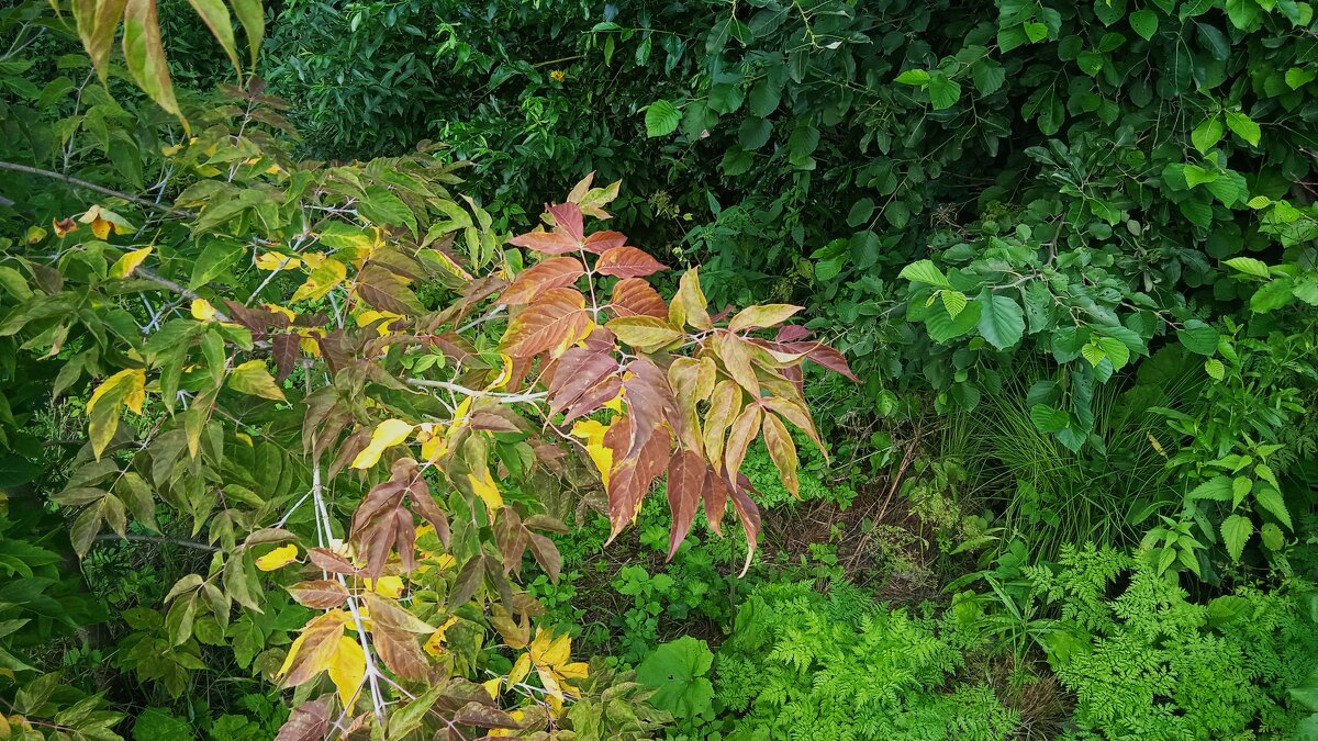 так начинался сентябрь . уральское - Елена Шаламова
